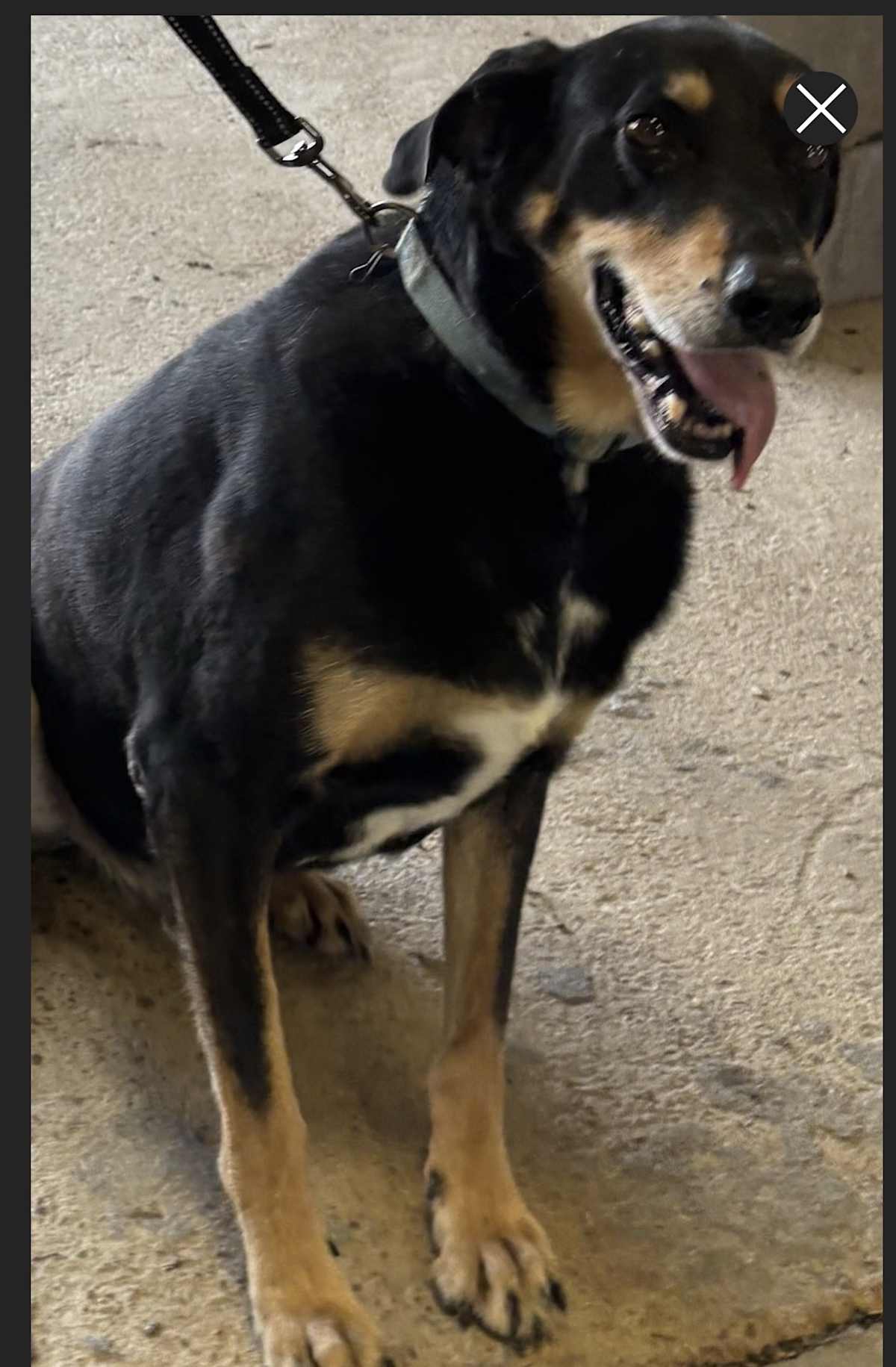 TIMOTHY - German Shepherd Dog / Labrador Retriever available for adoption