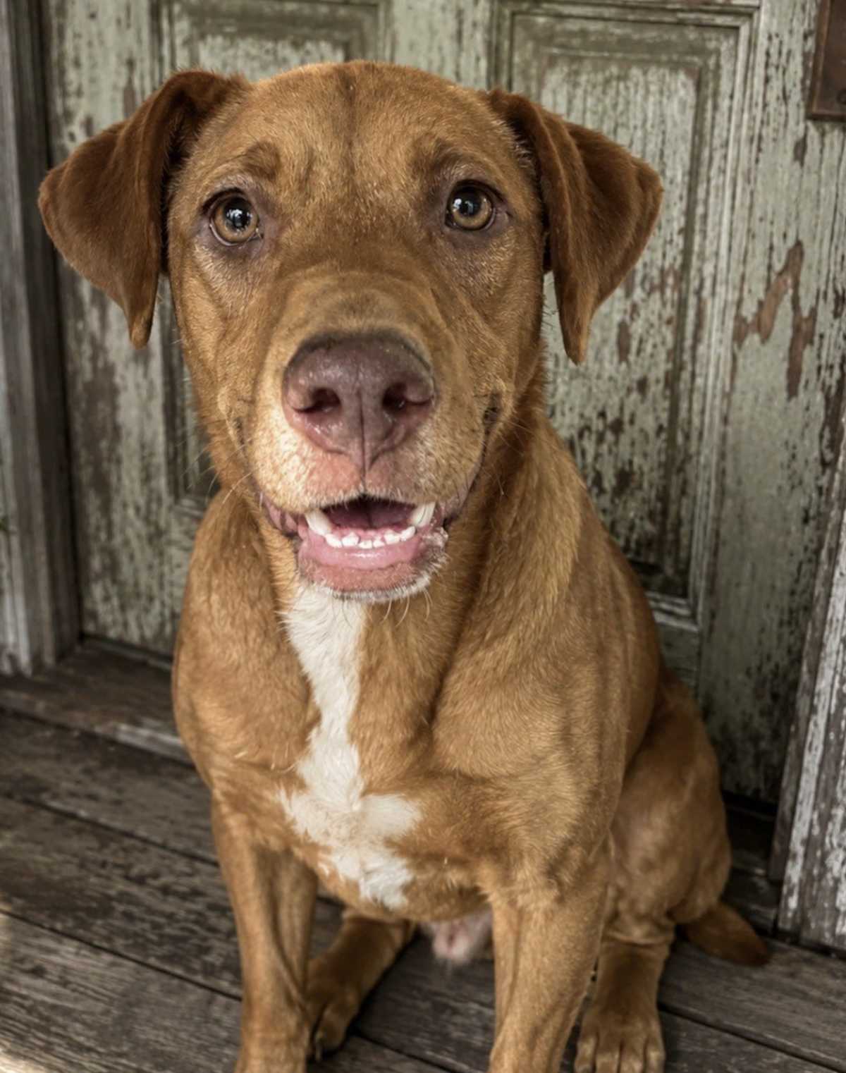ZIP - Labrador Retriever / Australian Shepherd available for adoption