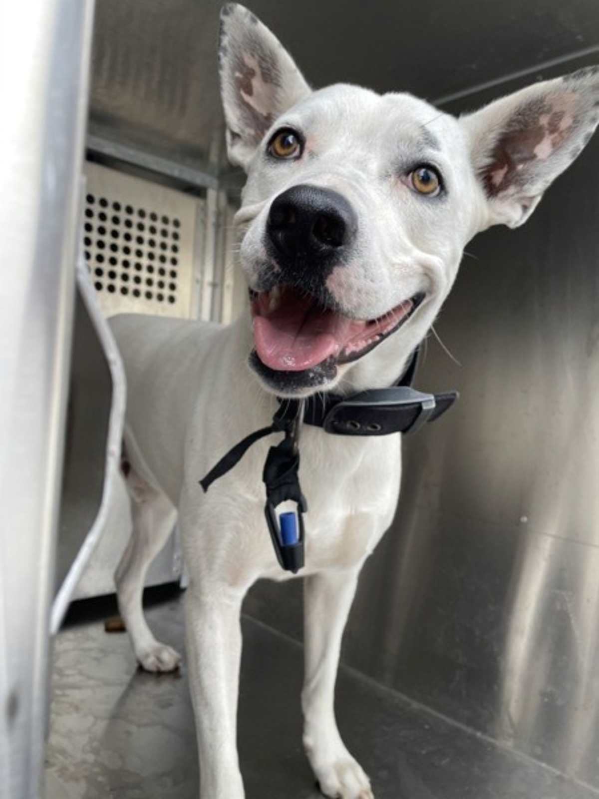 GEORGE - American Pit Bull Terrier available for adoption