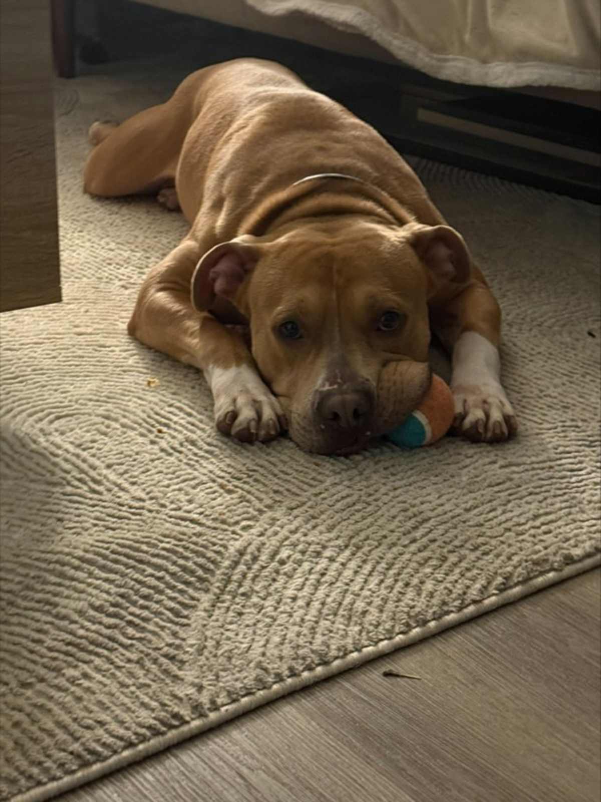 BRUNO - American Pit Bull Terrier available for adoption