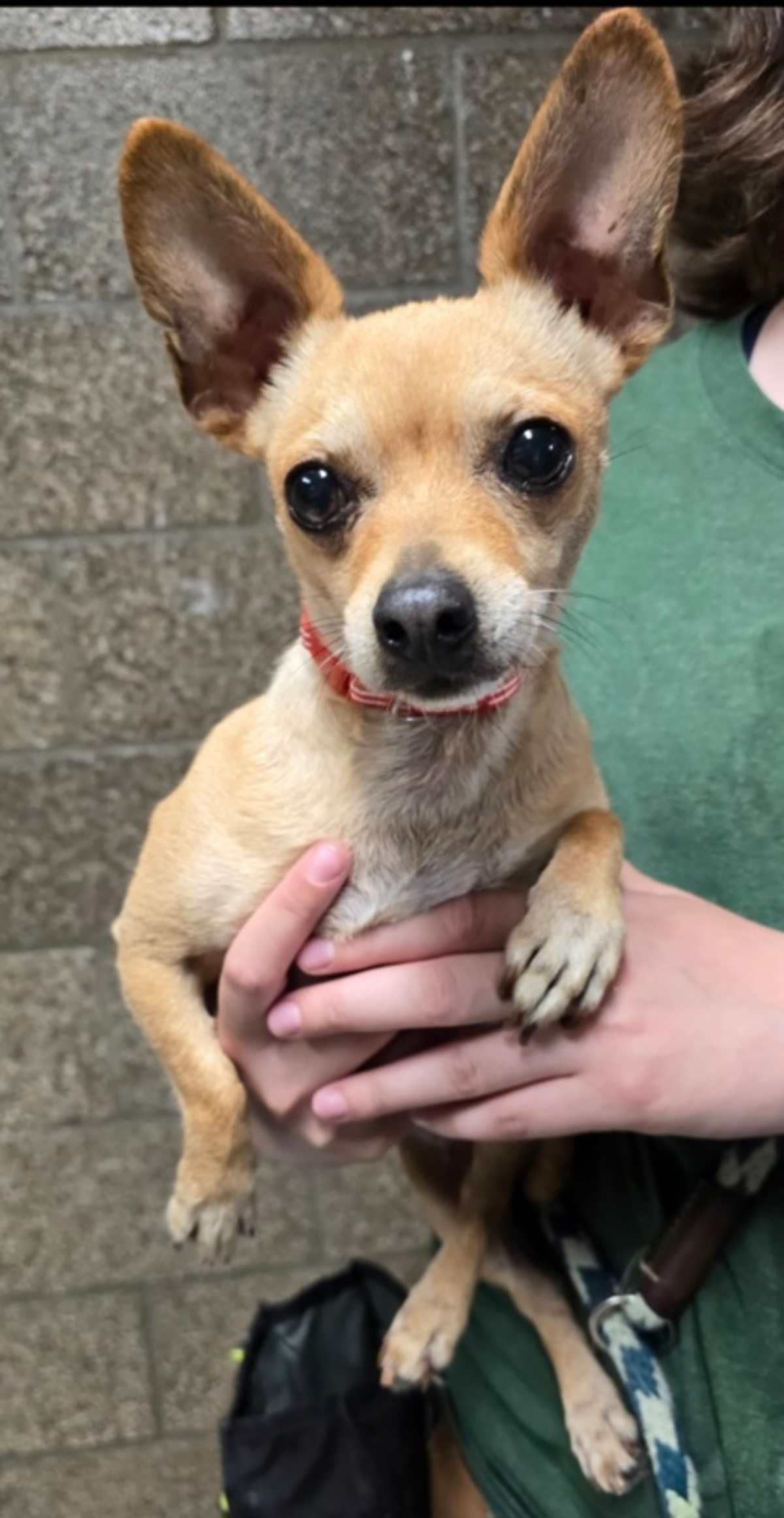 CORNFLOWER - Chihuahua available for adoption