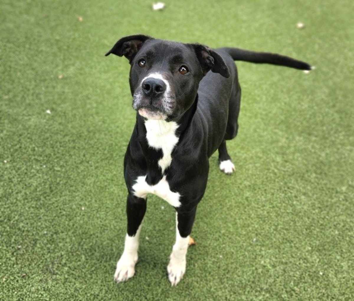 TINKERBELLE - American Pit Bull Terrier available for adoption