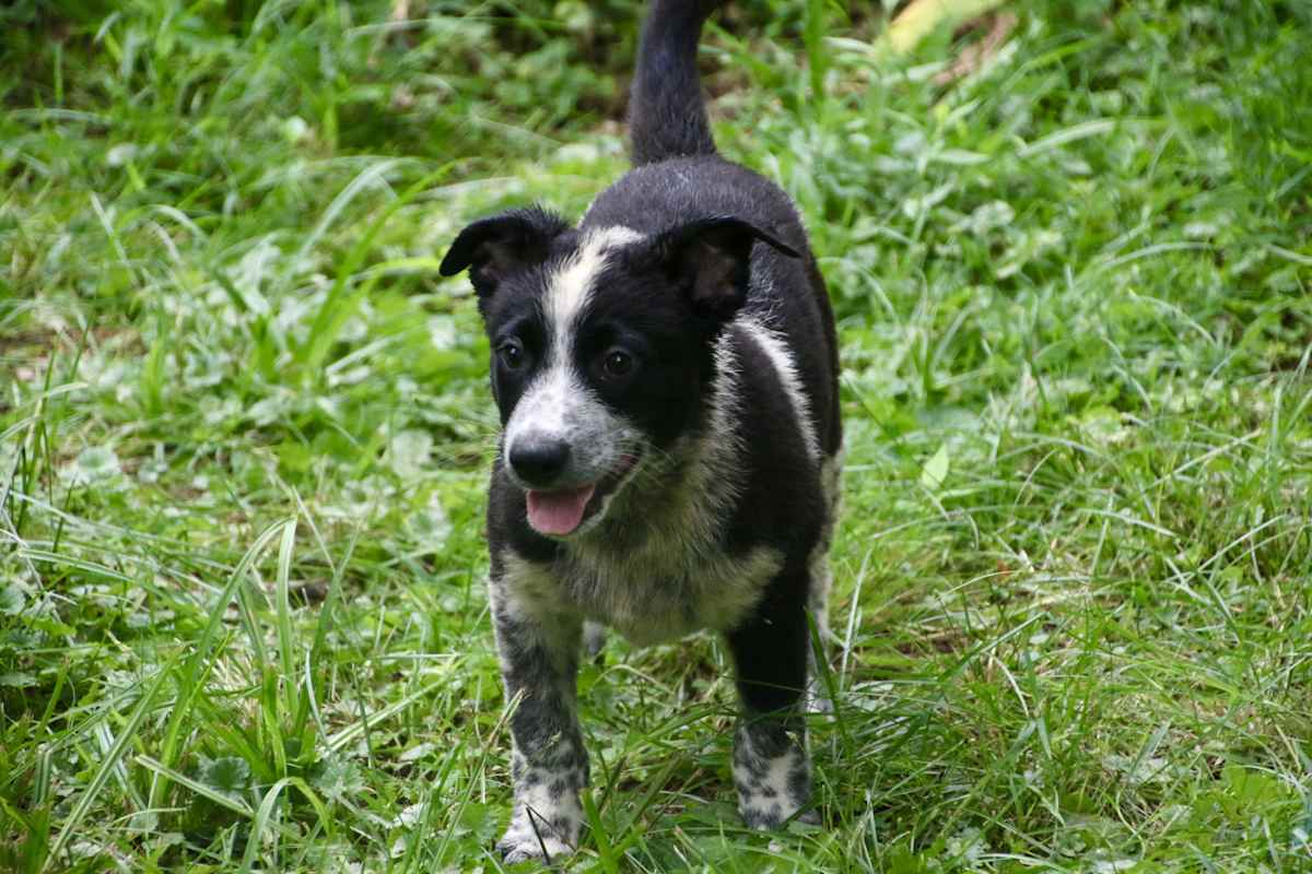 BLACKIE