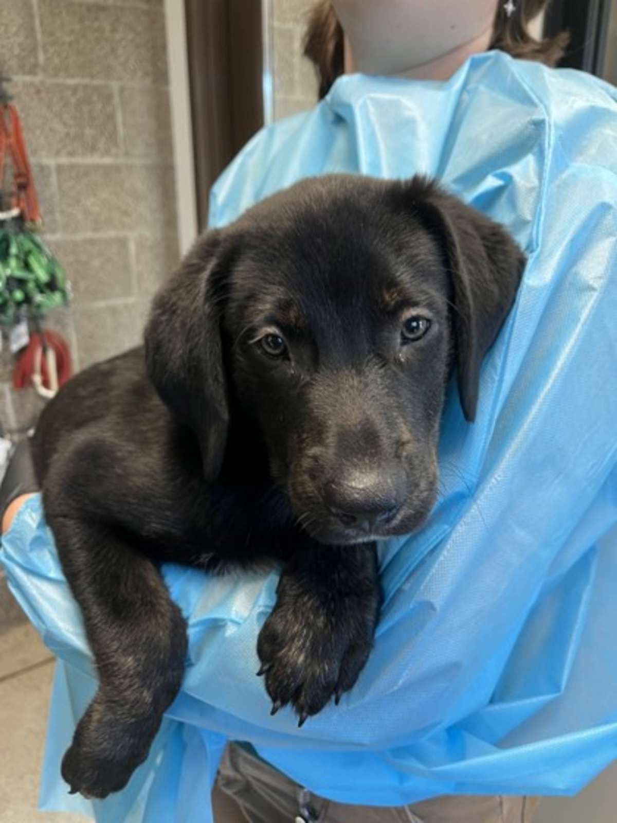 LIEUTENANT DAN - Mixed Breed (Medium) available for adoption