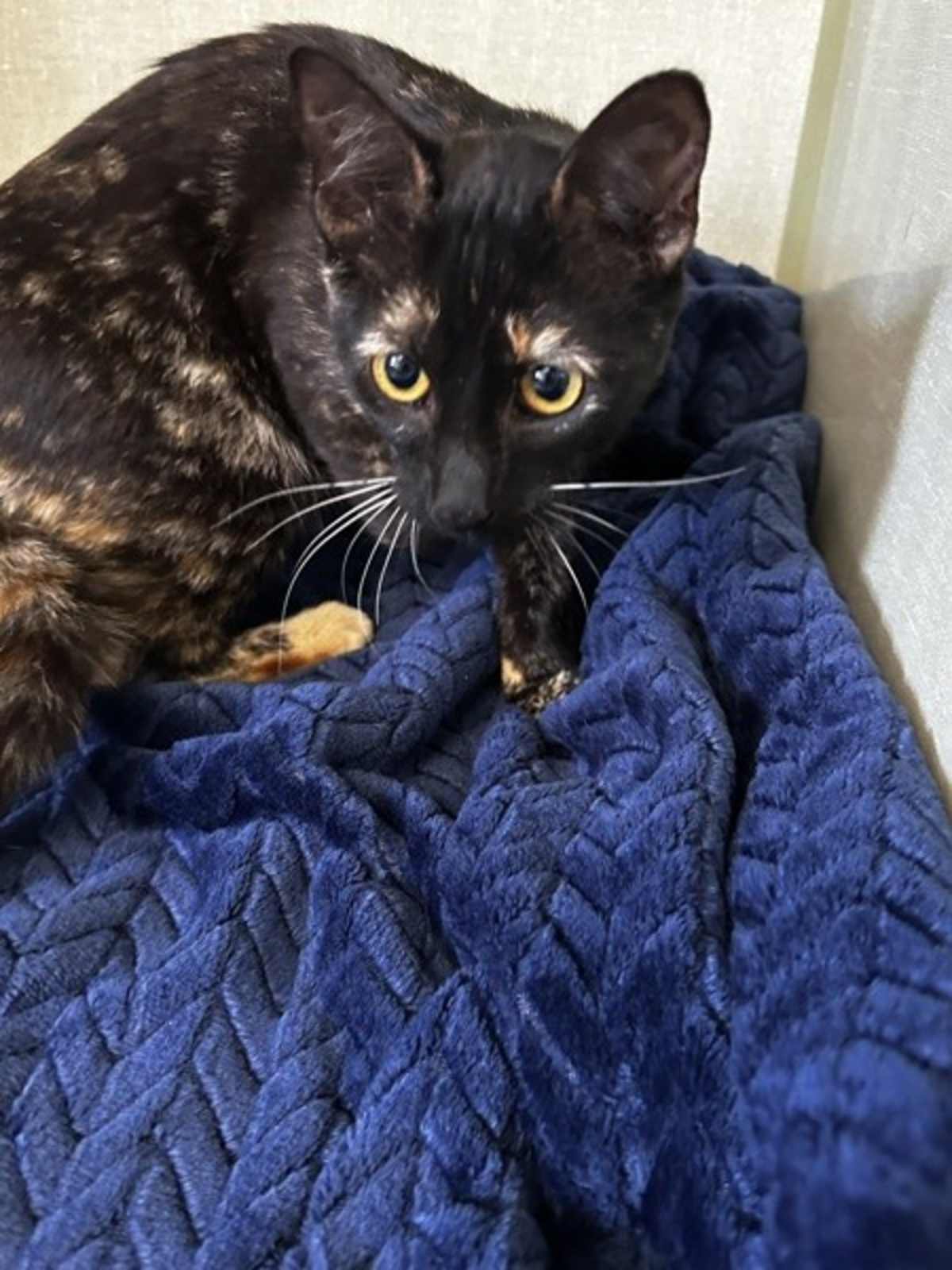 FRALEY - Domestic Shorthair for adoption in Vallejo