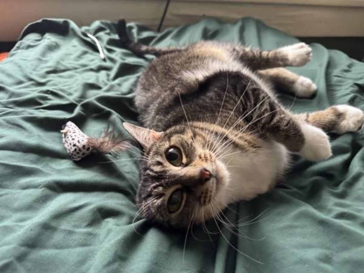 BARBARA - Domestic Shorthair available for adoption