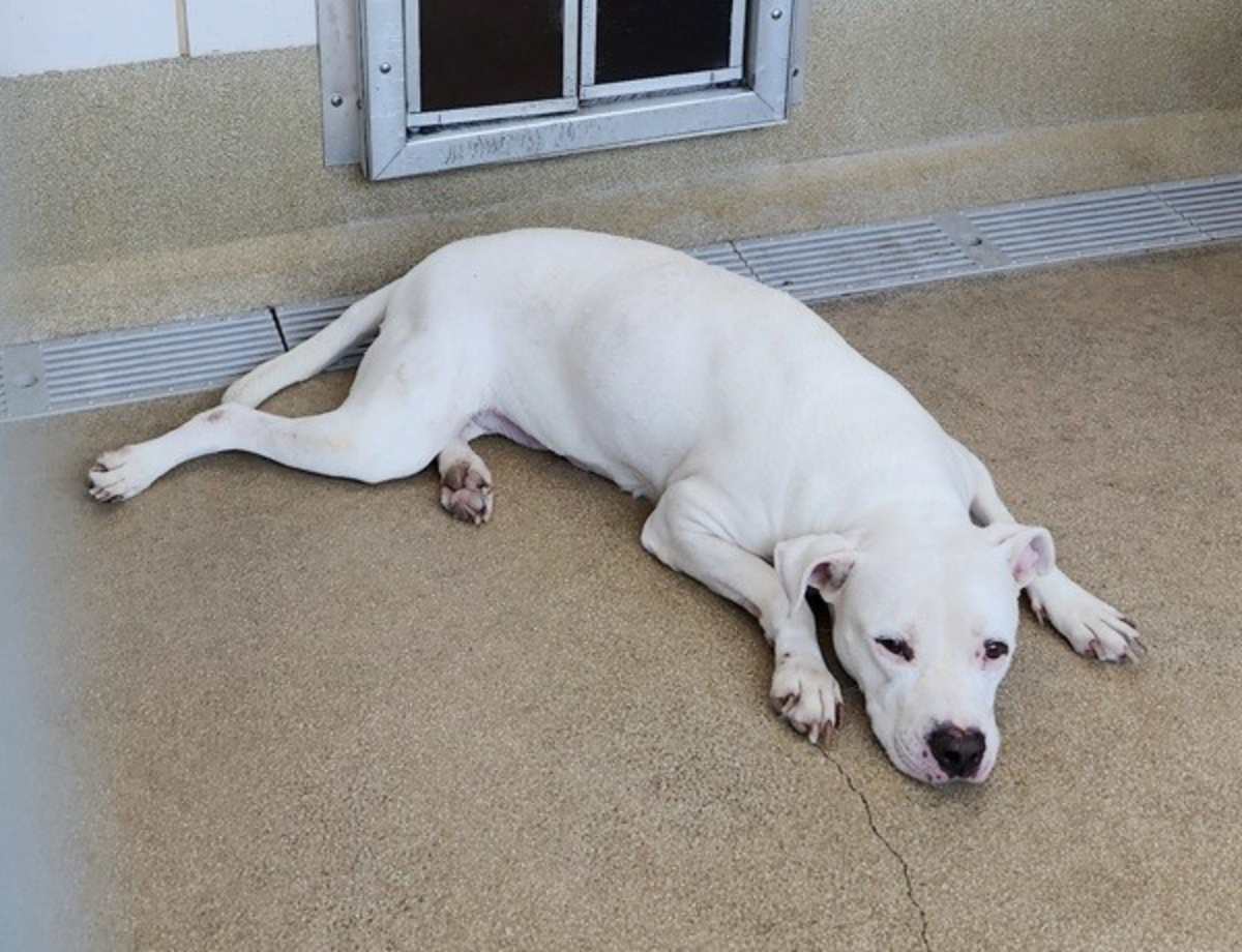 SNUFFIE - American Pit Bull Terrier available for adoption