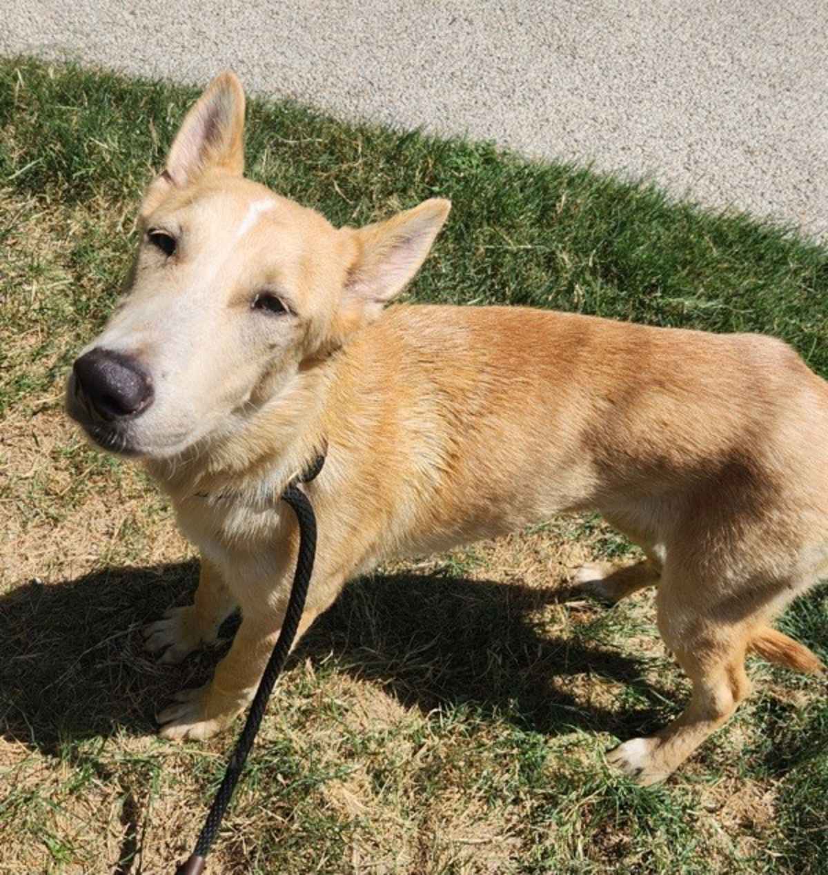 SUNNY - Shepherd (Unknown Type) available for adoption