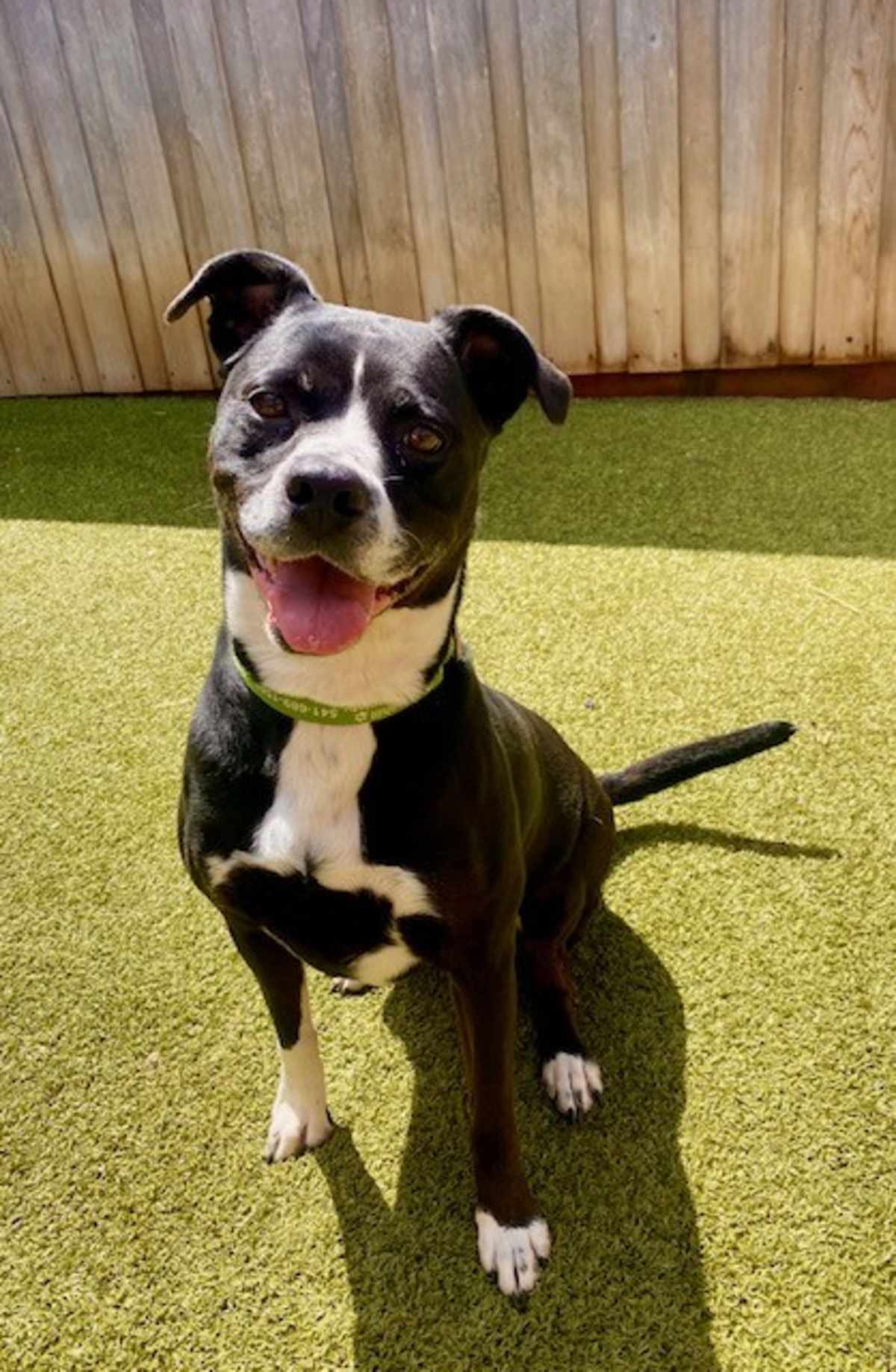 CUPCAKE - American Pit Bull Terrier available for adoption