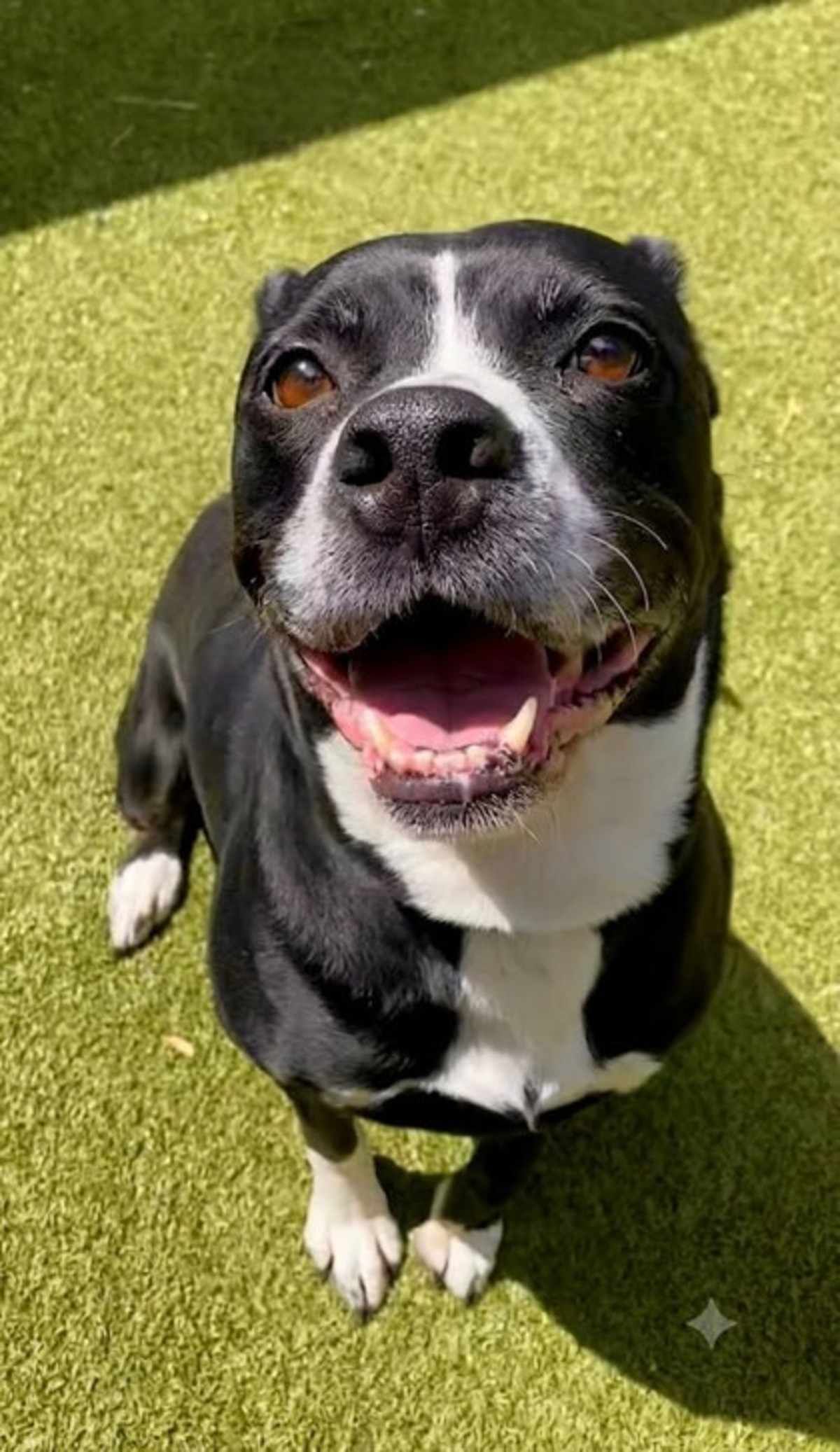 CUPCAKE - American Pit Bull Terrier available for adoption