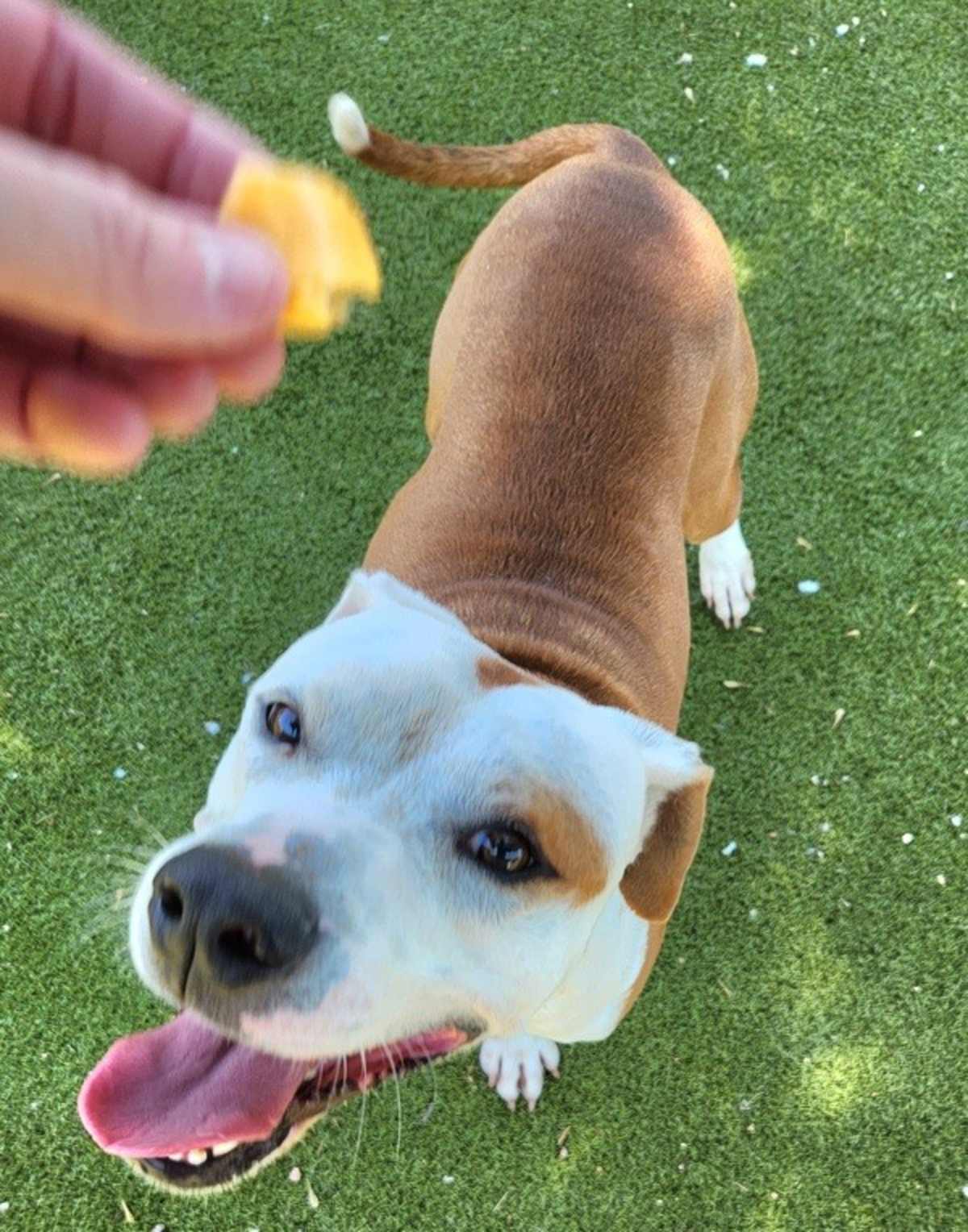BUCK - American Pit Bull Terrier available for adoption