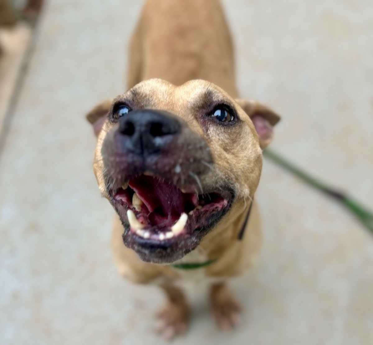 JETT - American Pit Bull Terrier available for adoption