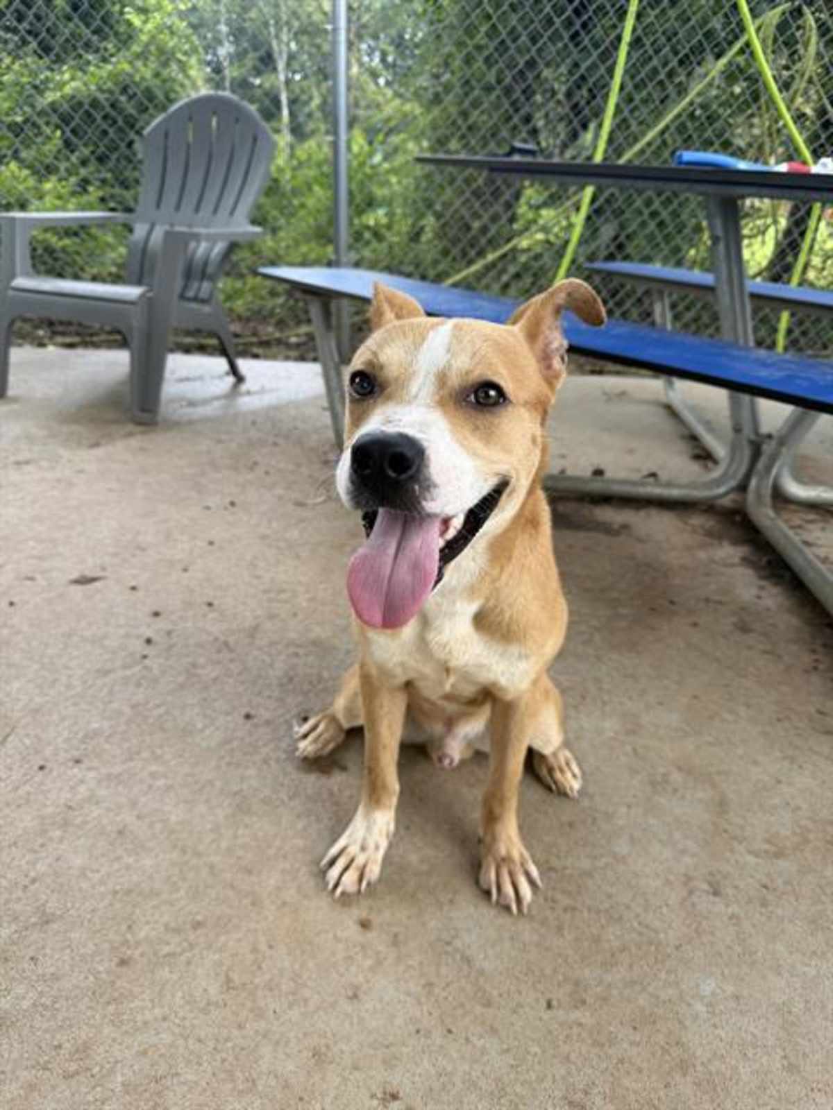 CREW - Labrador Retriever available for adoption