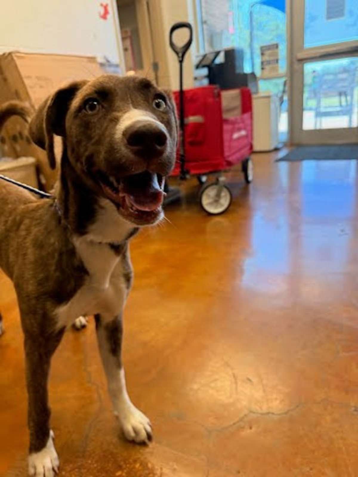 SNUGGLES - Catahoula Leopard Dog available for adoption