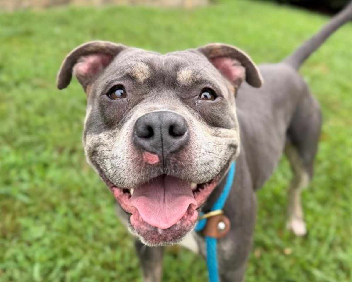 ANNIE - American Pit Bull Terrier available for adoption