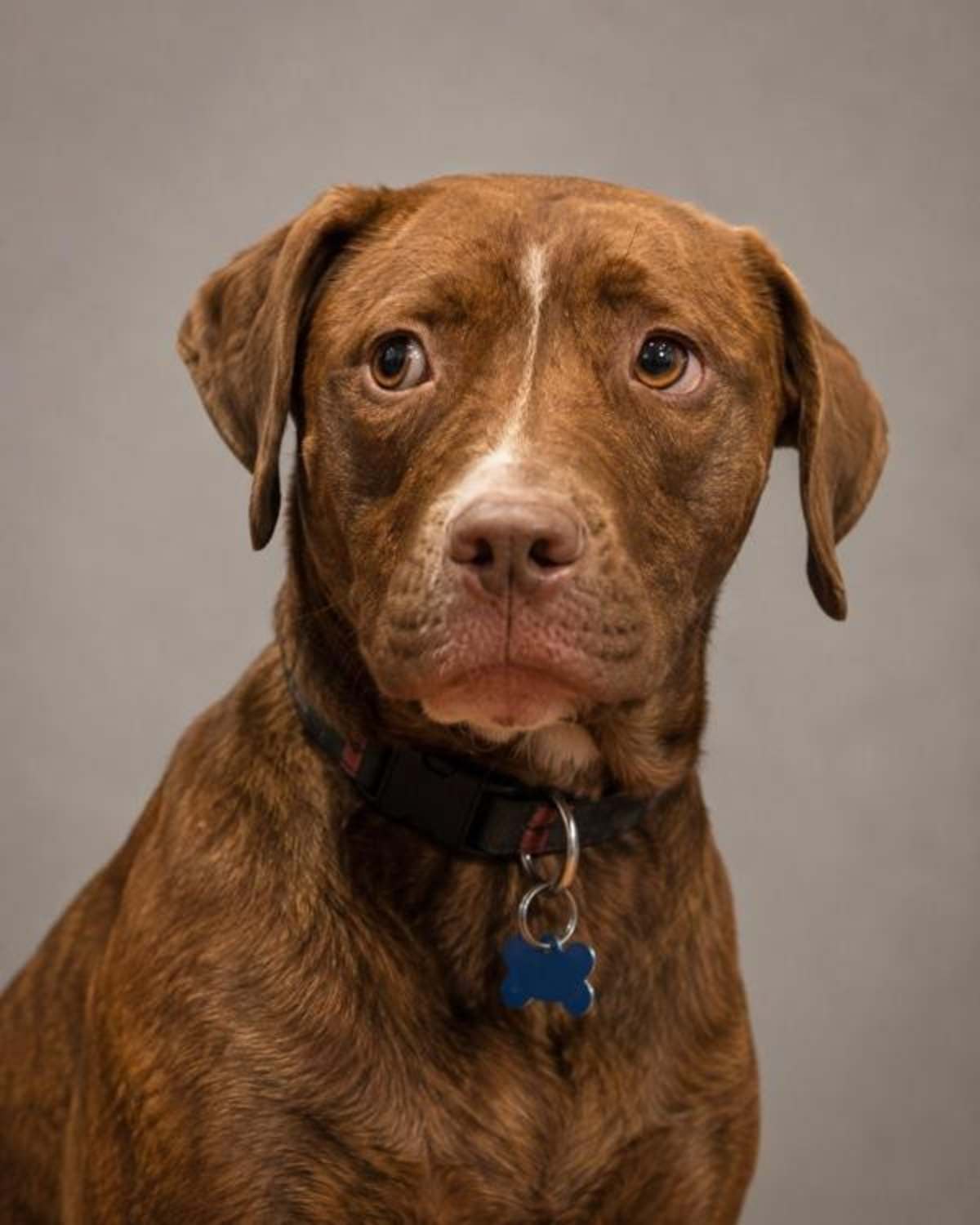 KONA - American Pit Bull Terrier available for adoption