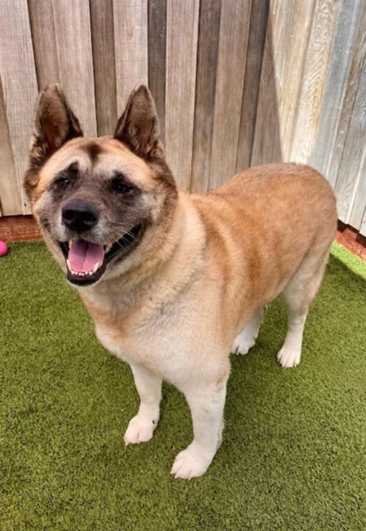 BLUE - Akita available for adoption