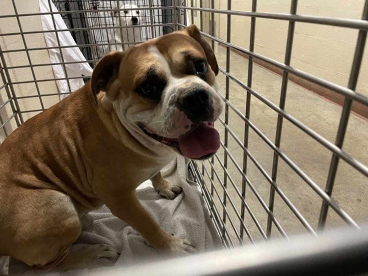 SARGE - Boxer / Labrador Retriever available for adoption