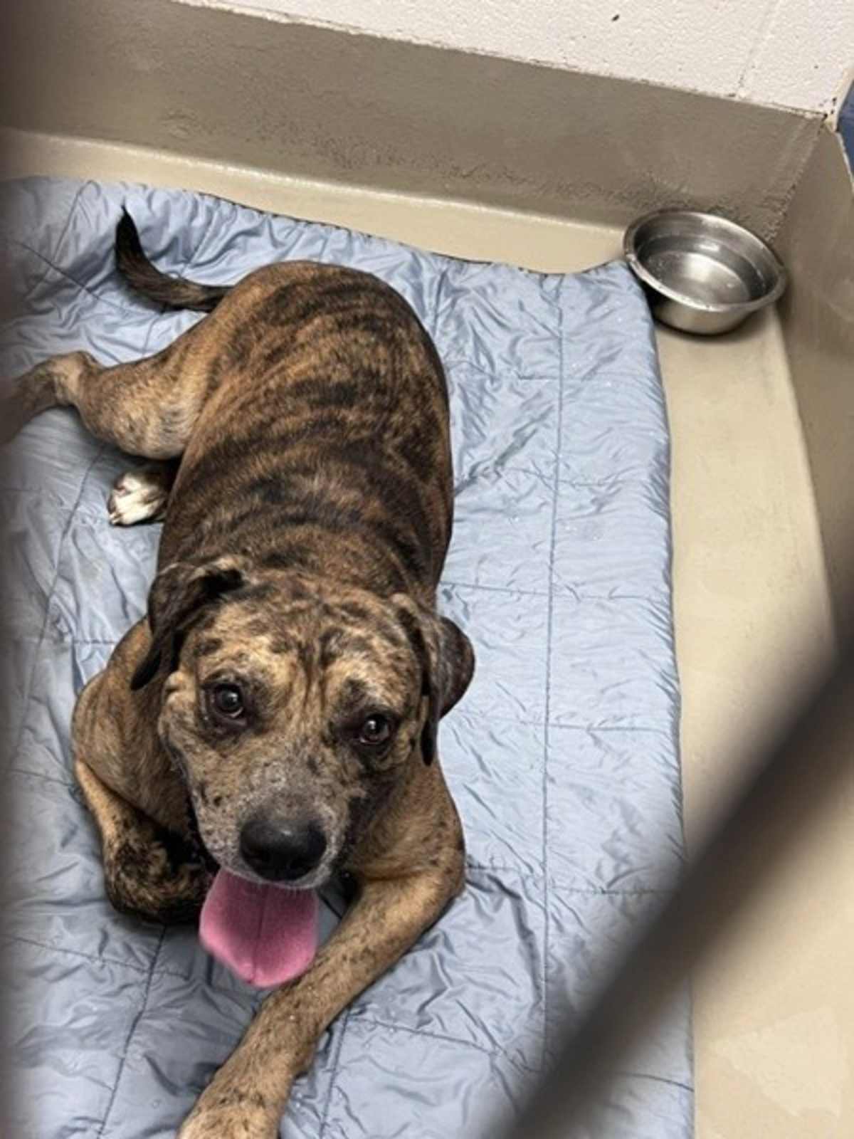 LITTLE COOKIE - Catahoula Leopard Dog / Labrador Retriever available for adoption