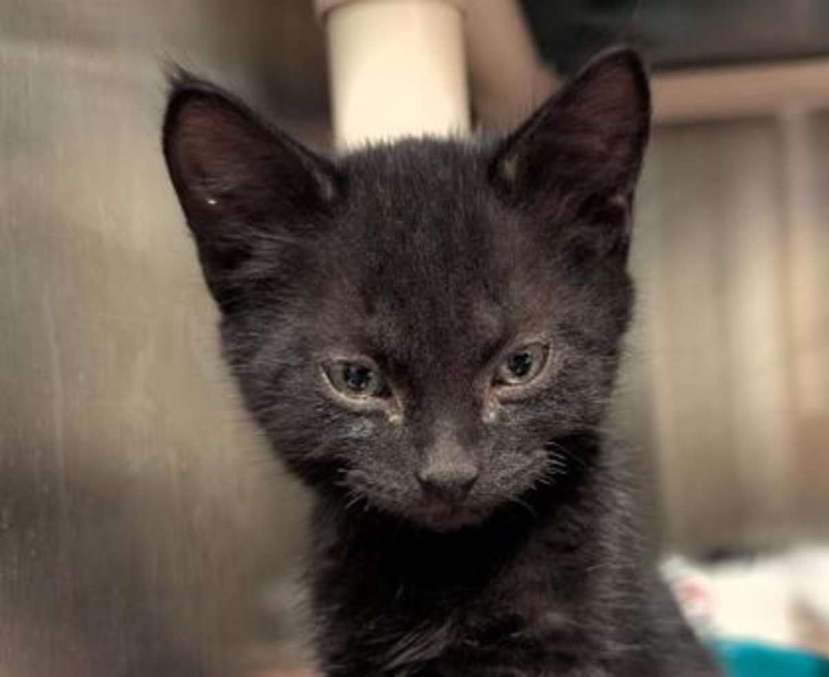 RAVEN 2 - Domestic Shorthair available for adoption