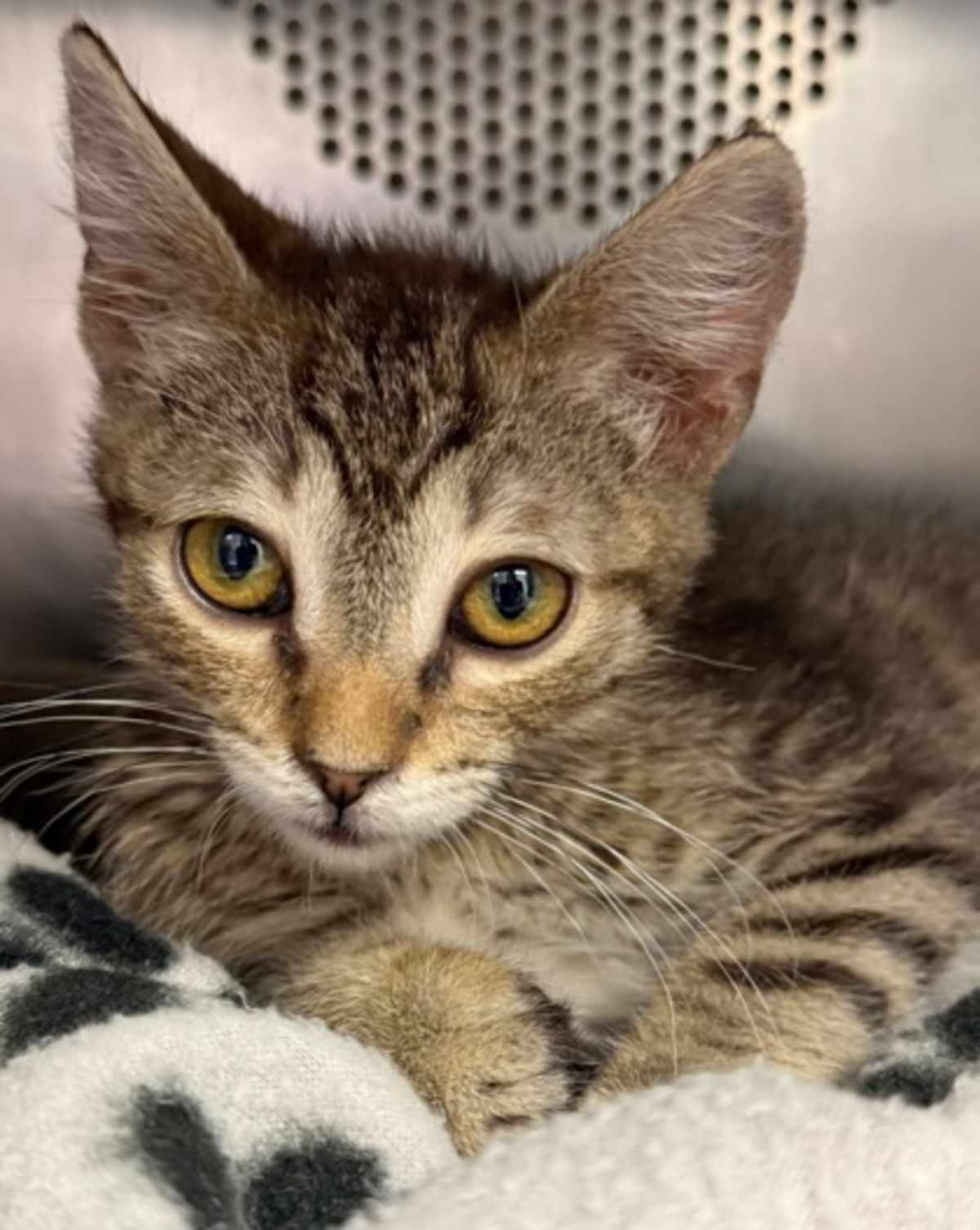 POOH BEAR - Domestic Shorthair available for adoption
