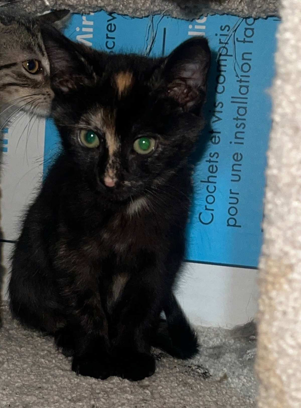 RIZZO - Domestic Shorthair for adoption in Wilmington