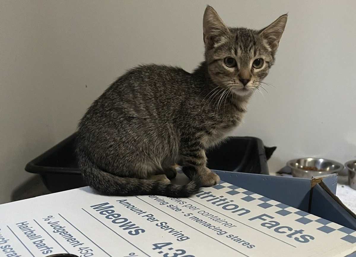 TRIGGER - Domestic Shorthair for adoption in Wilmington