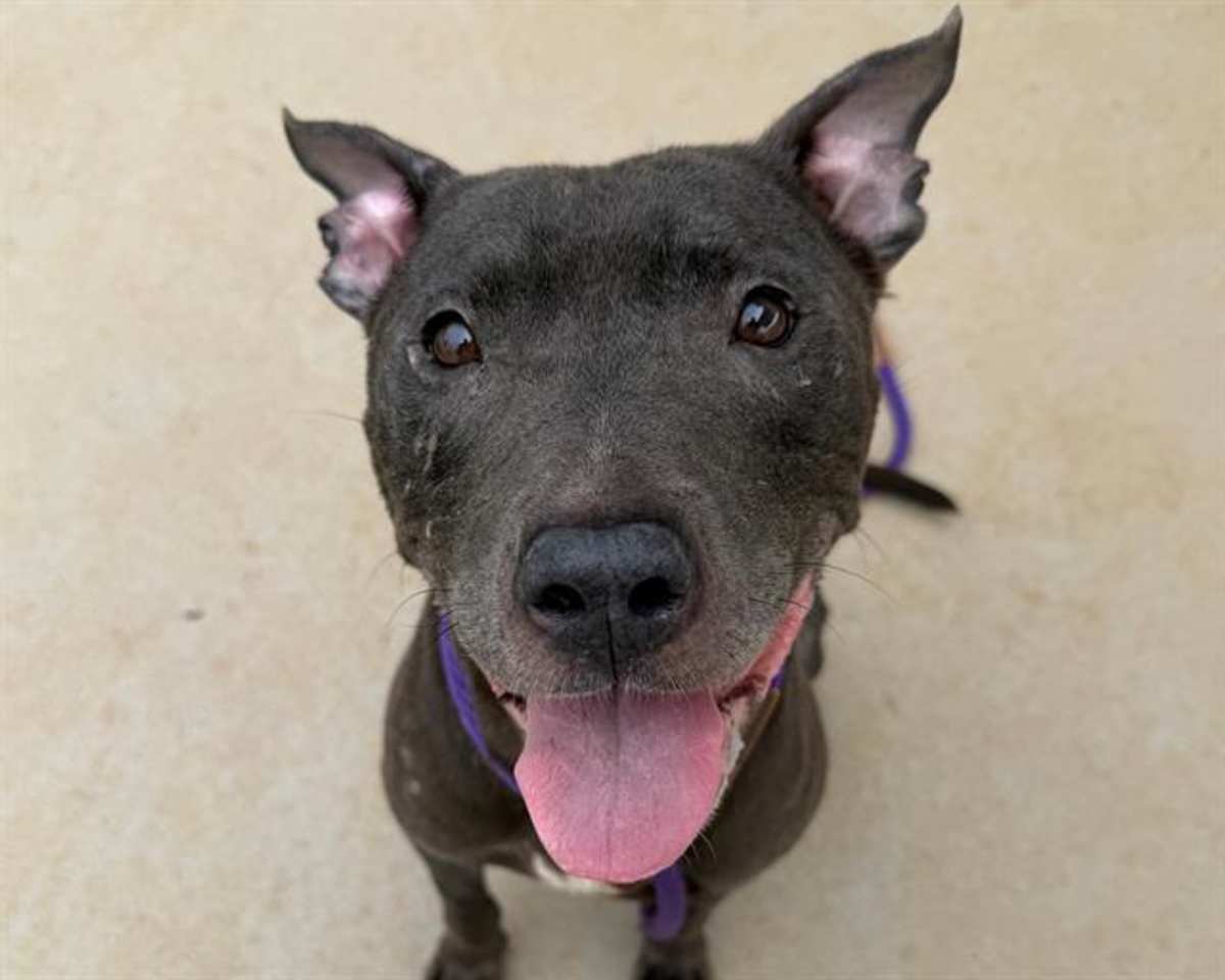 GIRLY GIRL - American Pit Bull Terrier available for adoption