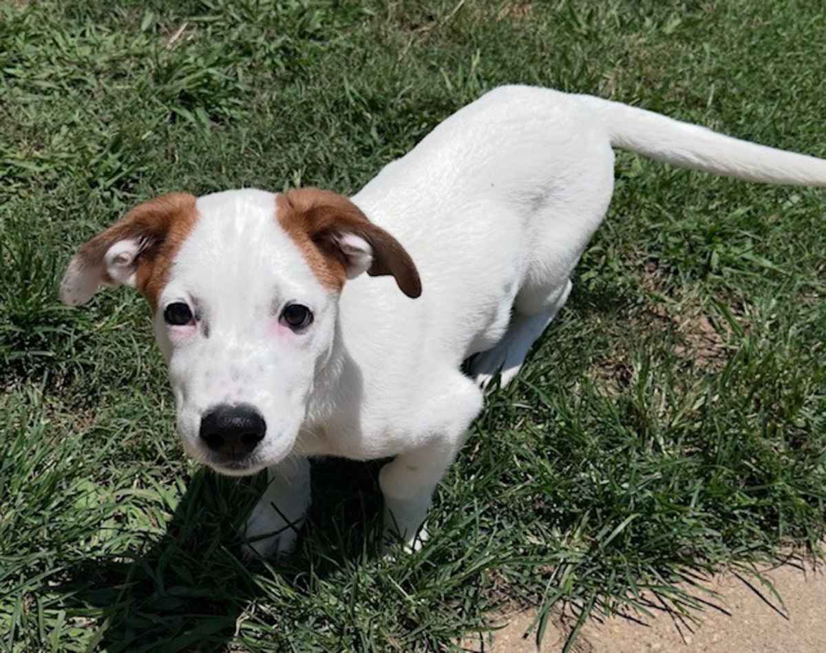 ZIPPO ~ MEET ME! - Australian Shepherd / Labrador Retriever available for adoption