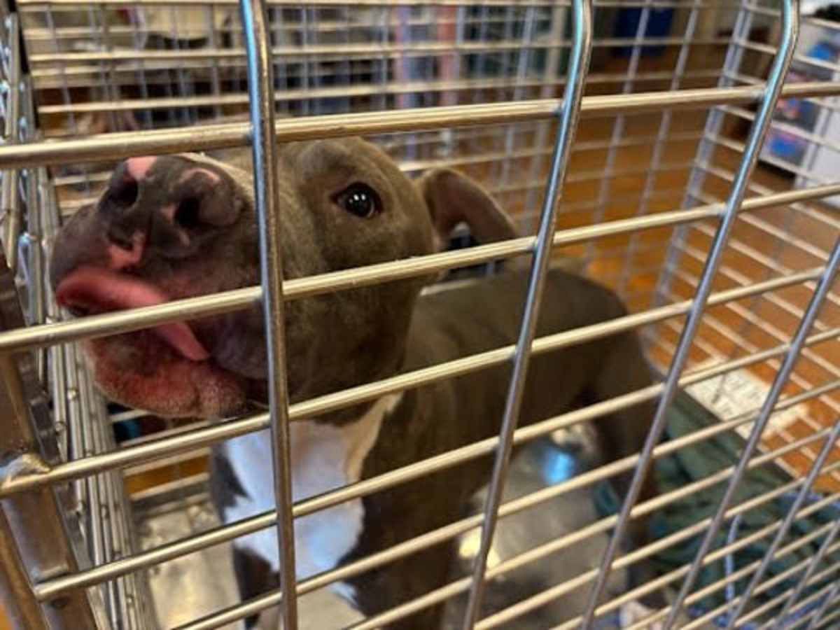GATOR - American Pit Bull Terrier available for adoption