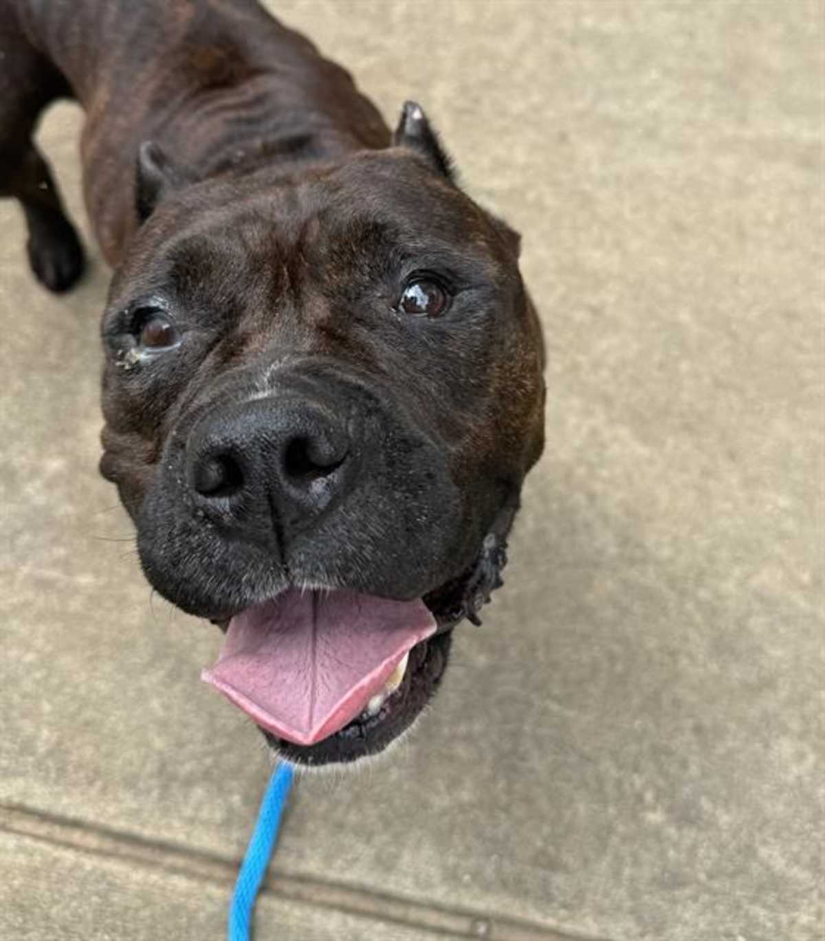 DONNA JO - American Pit Bull Terrier available for adoption
