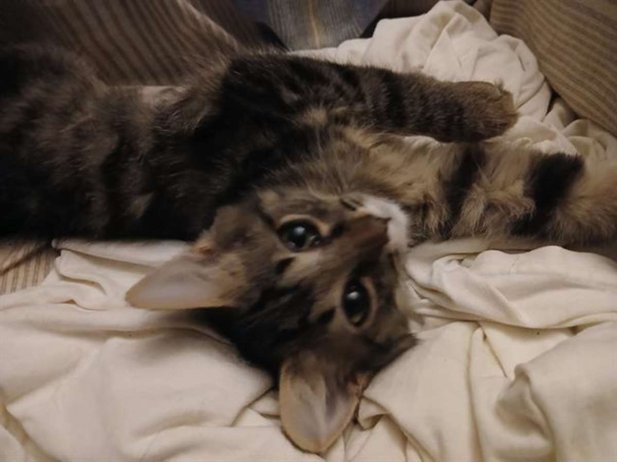 WILLOW - Domestic Shorthair available for adoption