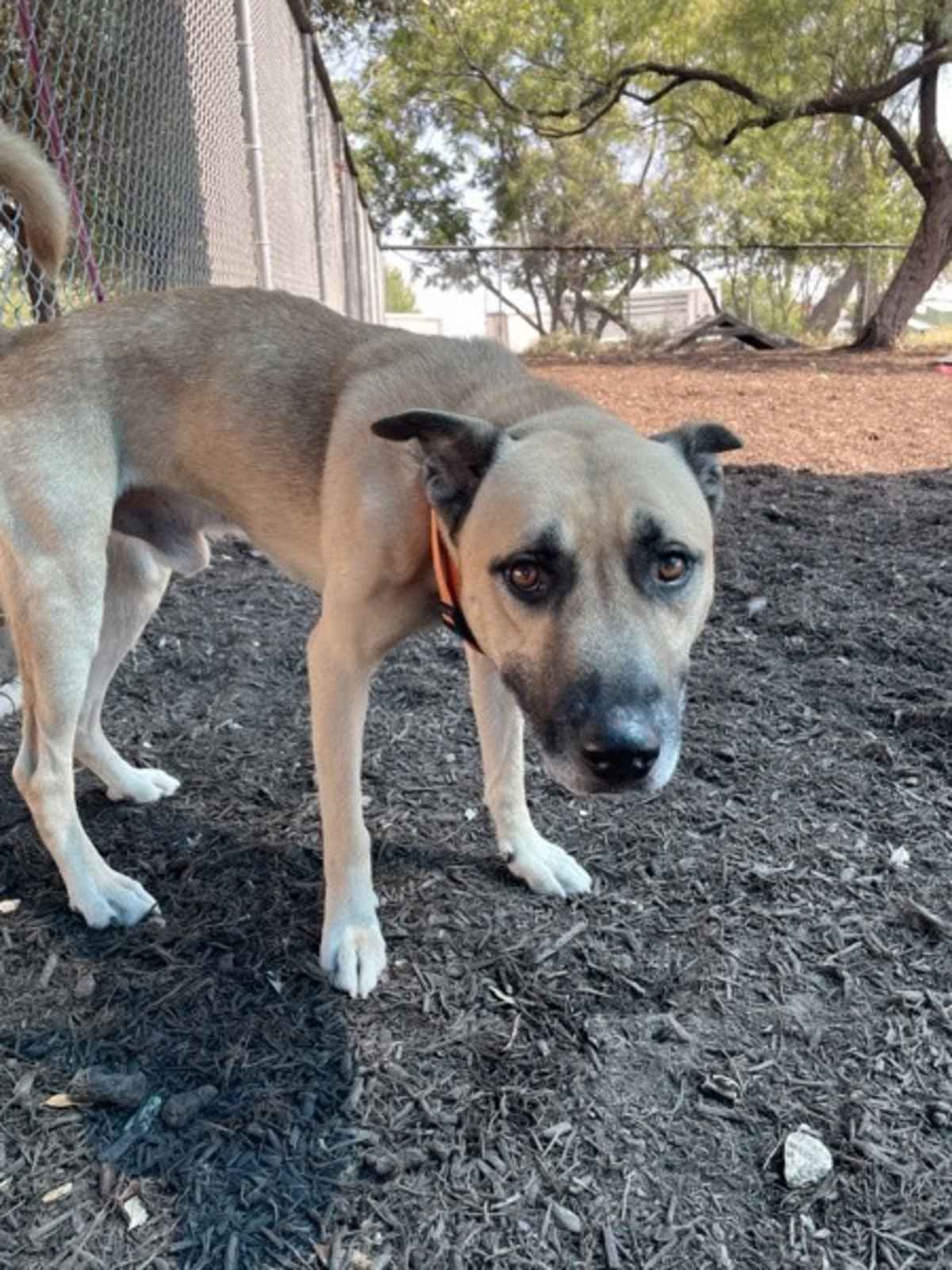 BEAU - Black Mouth Cur available for adoption