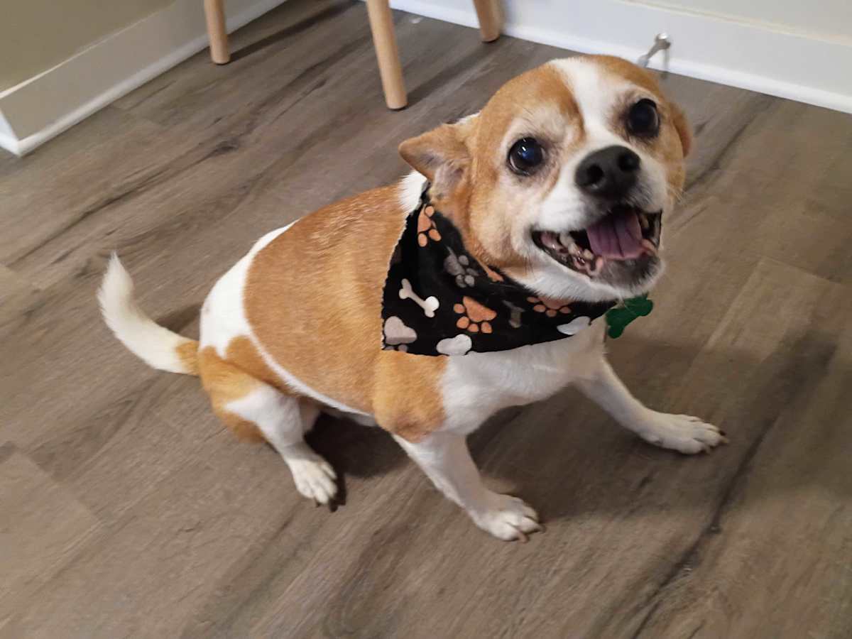 OPIE - Chihuahua / Pug for adoption in Aurora