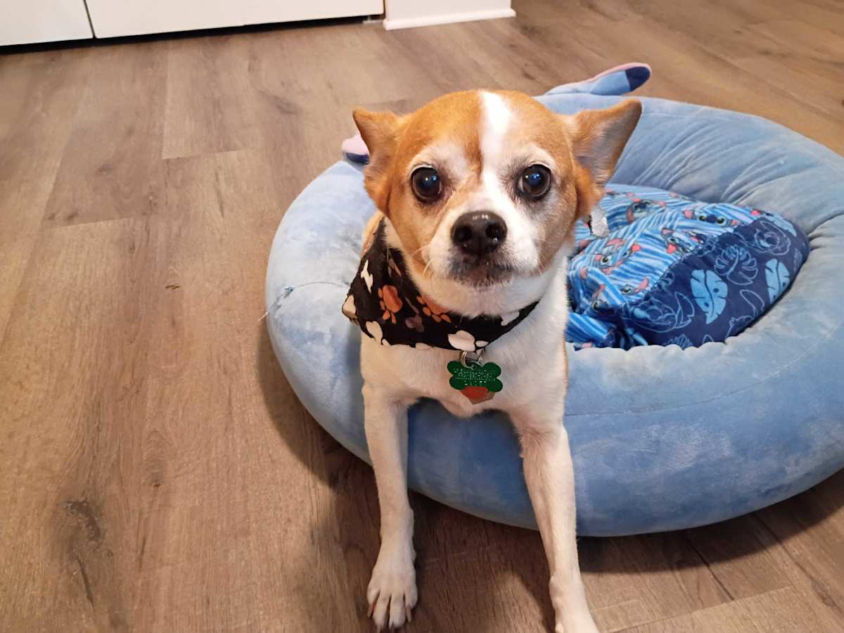 OPIE - Chihuahua / Pug available for adoption