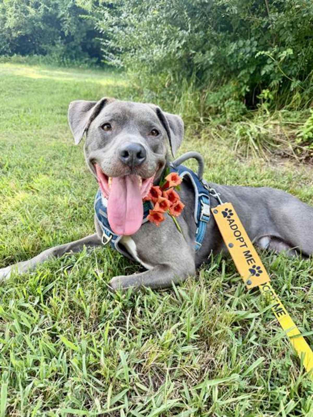 PRINCE - Labrador Retriever / American Pit Bull Terrier available for adoption