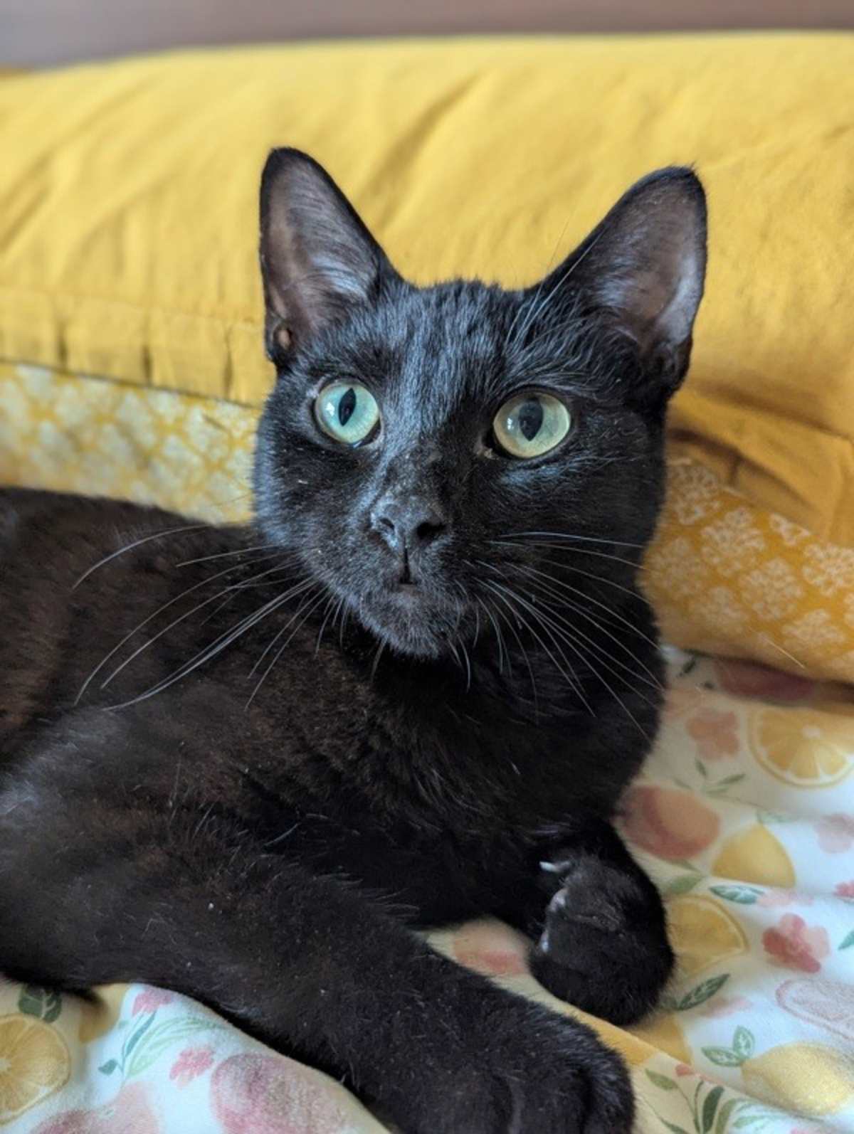 VLAD - Domestic Shorthair available for adoption
