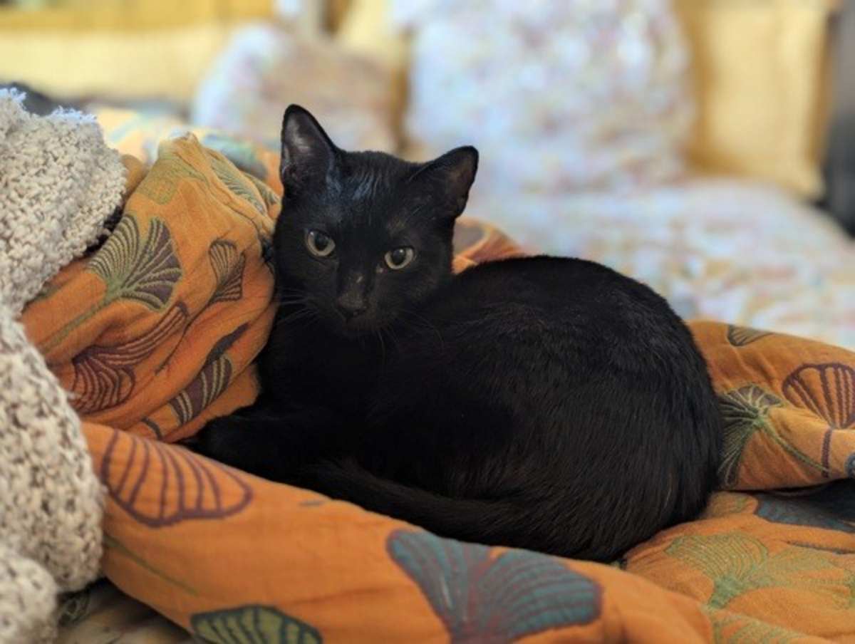 VLAD - Domestic Shorthair available for adoption
