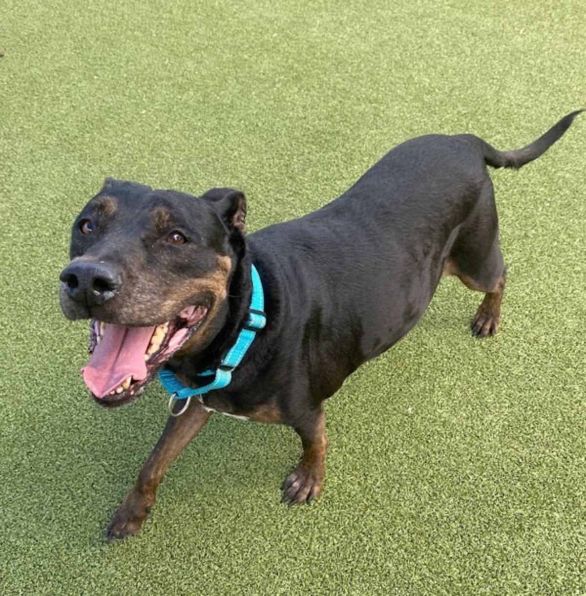 MISS PRETTY - Labrador Retriever / Rottweiler available for adoption
