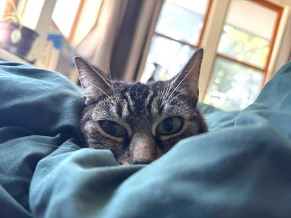 BARBARA - Domestic Shorthair available for adoption