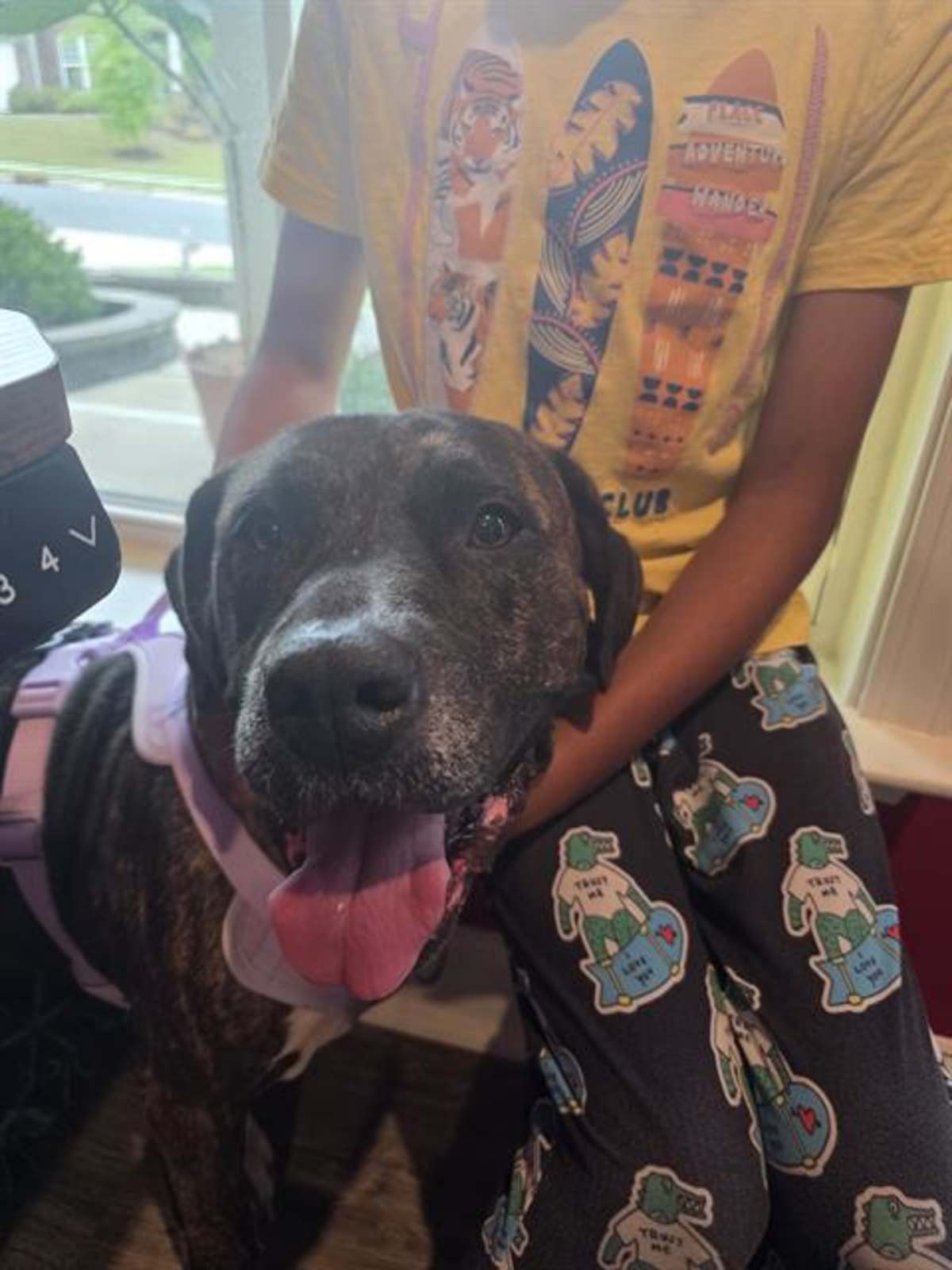 ZURI - Mixed Breed (Medium) available for adoption