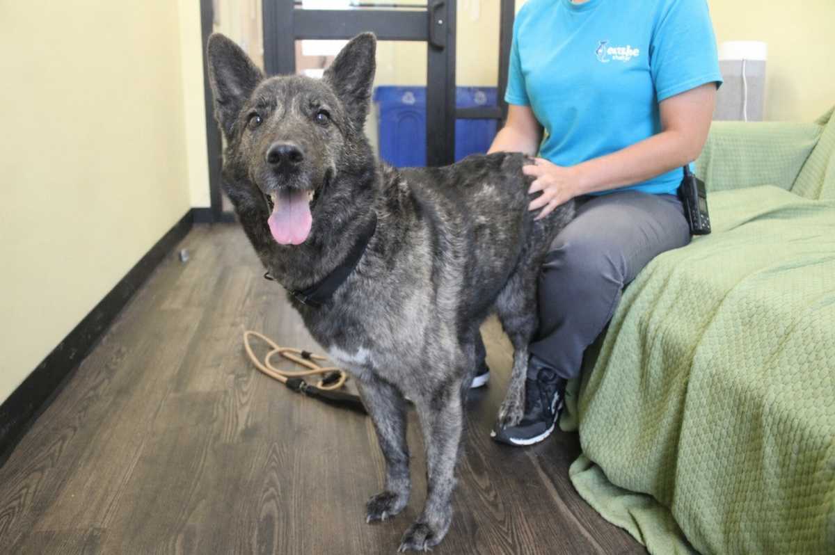 EMMIE - German Shepherd Dog / Husky available for adoption