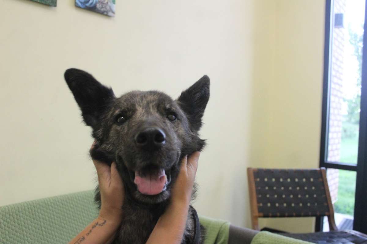 EMMIE - German Shepherd Dog / Husky available for adoption