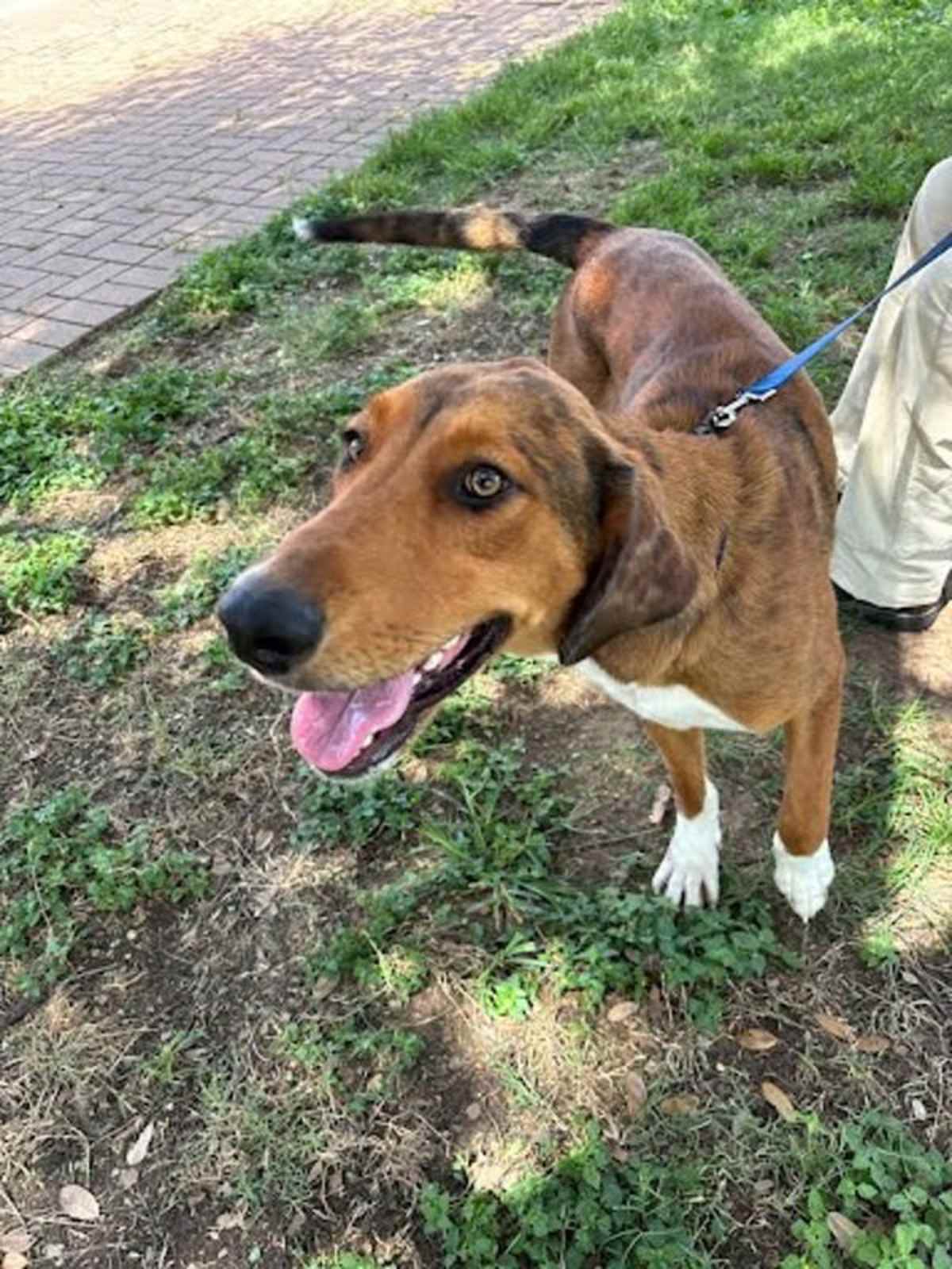 WINSLOW - Foxhound available for adoption