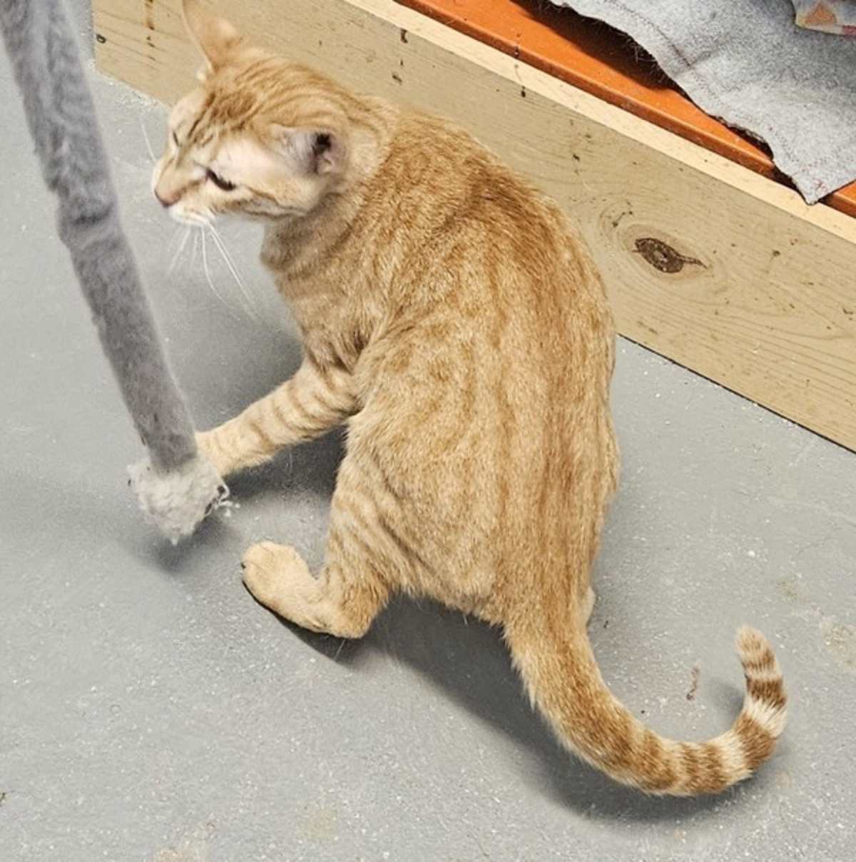 JULIUS - Domestic Shorthair available for adoption