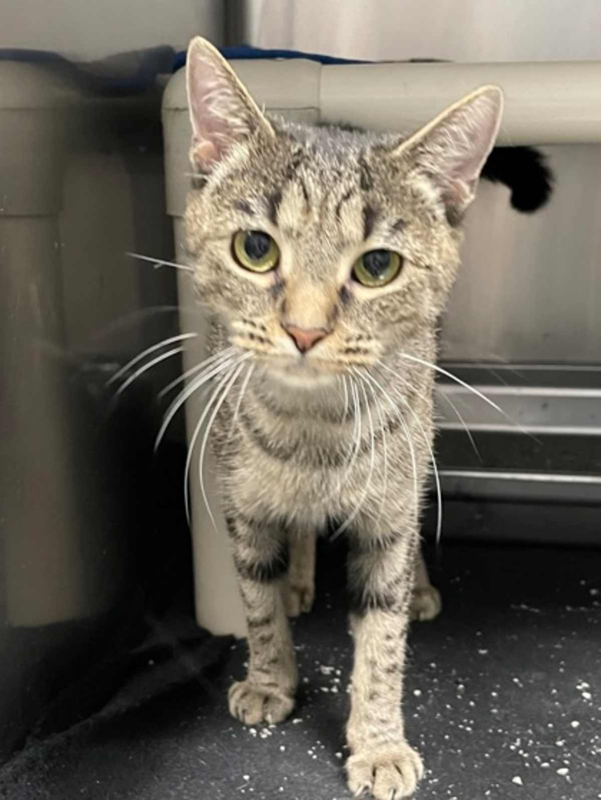 KARMA - Domestic Shorthair for adoption in Greensboro