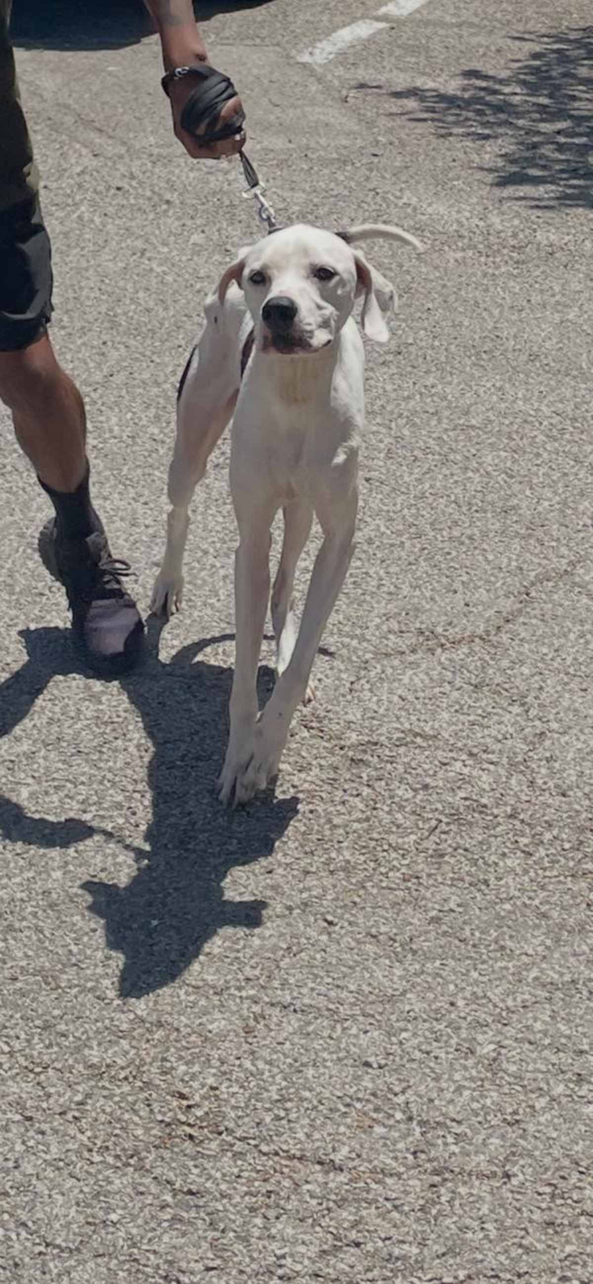 BOOMERANG - Dalmatian available for adoption