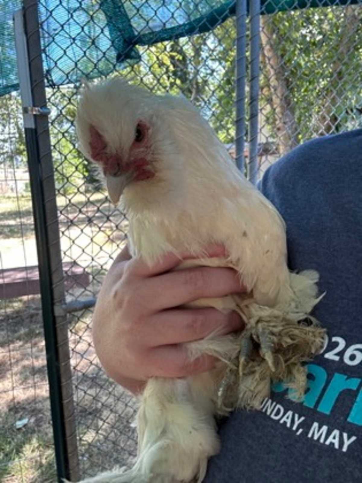 COCONUT - Chicken available for adoption