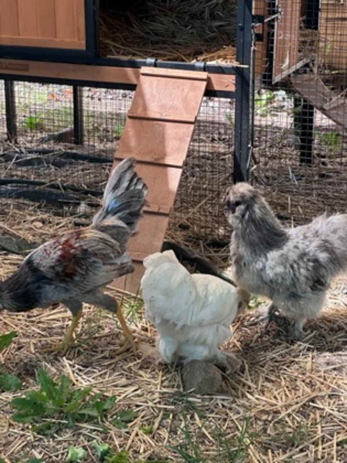 WALNUT - Chicken available for adoption