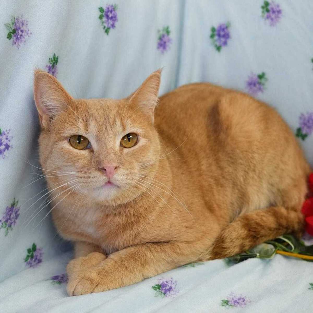 NEMO - Domestic Shorthair available for adoption